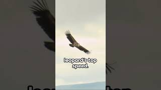 Speed Showdown Peregrine Falcon vs Cheetah [upl. by Ayenat]