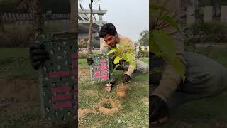 Planting 1 Lakh Trees 🌳 shortsfeed socialwork treeplanting [upl. by Ardnuhsed]