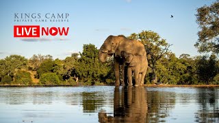 Kings Camp  Live Wildlife Stream – Timbavati Private Nature Reserve [upl. by Airol]