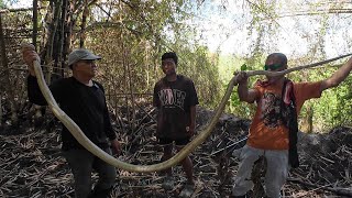 KING COBRA NASILO SA TRAP NG BAYAWAK [upl. by Annawahs]