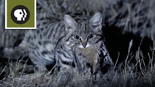 Africas BlackFooted Cat [upl. by Castle]