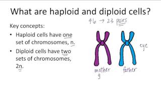 Haploid v Diploid [upl. by Germin]