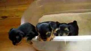 Yorkie puppies at 5 weeks  2 [upl. by Lucius521]