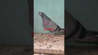 😍❤️ old line pigeon kabooter bird trending chickballapur bangalore karnataka [upl. by Nosnaj]