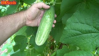 ⟹ White Spine Cucumber  Premium Select  Cucumis sativus  Cucumber Review [upl. by Llevol]