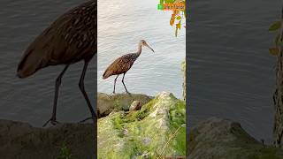 Adorable Limpkin Dances Gracefully🐦 [upl. by Allemap184]