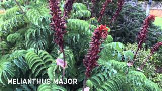 Melianthus major Garden Center online Costa Brava  Girona [upl. by Anahsit730]