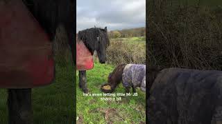 Sanctuary life continues for NERO 🌈 as we prepare for Christmas in Cartmel [upl. by Rafaello65]