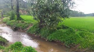 2 Acres stream attached agriculture land for sale in Sakleshpur [upl. by Lyssa]