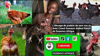 Lélevage de Poulets Fermier de race à Counu à croissance rapide Avec Coach Samassi Abdoul Ramzi [upl. by Autum]