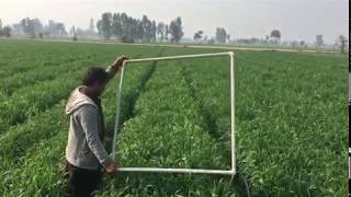 Raised Beds  Wheat Crop [upl. by Gatias12]