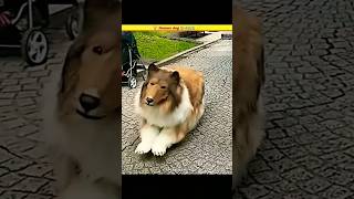 Japanese Man Turns Into Dog 🐕science facts dog [upl. by Arch]