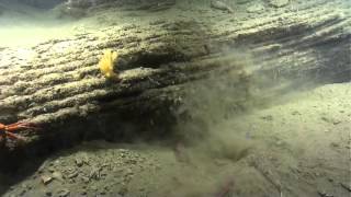 Predation Events Atlantic Canyons amp Seamounts 2014 [upl. by Larrad]