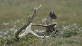 wrangel island chukotka russianature scenic photography arctic zone 2014 chn sergey g clip [upl. by Ulane688]