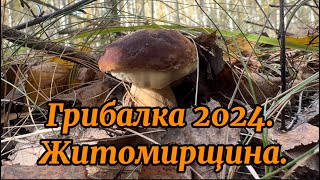 Грибалка 2024 Житомирщина [upl. by Huey]