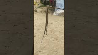 Snake longvideoonyoutube nagraja [upl. by Hagep387]