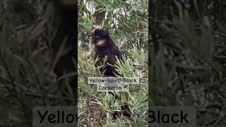 Rare sighting Wild Yellow Tailed Black Cockatoo Bird sound call wild [upl. by Adoh]