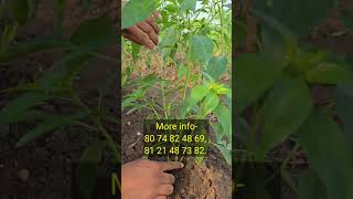 geoxol profit chillicrop farming viral youtubeshort shots [upl. by Vania316]