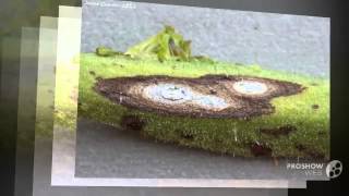 Alternaria  fungi kingdom [upl. by Ivgnout]