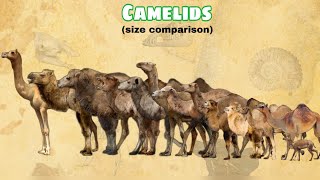 CAMELIDS  Size Comparison  All Species [upl. by Novek]