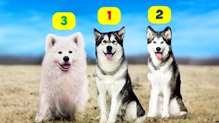 HUSKY TYPES  10 TYPES OF HUSKIES [upl. by Darwin]