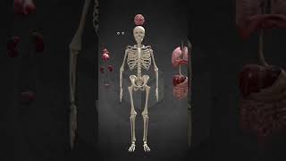 Respiratory system definition respiratory system physiology respiratory system anatomy [upl. by Gilroy]