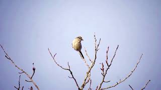 South Bog Northern Shrike [upl. by Colp]