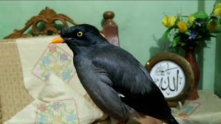 Myna bird sound  myna bird song  mynah bird singing  javan myna  javan myna sound [upl. by Schlessinger]