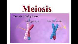 Meiosis Explained The Key to Genetic Diversity  2024 [upl. by Fakieh]