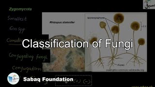 Classification of Fungi Zygomycota Biology Lecture  Sabaqpk [upl. by Santiago]