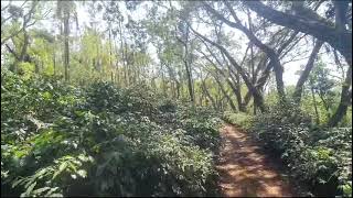 35 acre coffee estate for sale in Mallandur road  Chikkamgaluru [upl. by Yukio281]