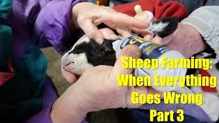 Sheep Farming When Everything Goes Wrong  Part 3 [upl. by Ofella]