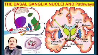 THE BASAL GANGLIA NUCLEI AND ITS Pathways Lectures by Dr Alamzeb [upl. by Ulrikaumeko639]