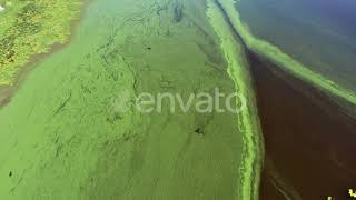 Eutrophication  Algal bloom  Toxic Algae [upl. by Airegin]