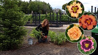 Planting 4 Varieties of Daylilies Tough Low Maintenance Perennials 🌺🌿🙌  Garden Answer [upl. by Laumas]