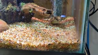 Baby MBU Puffer feeding video [upl. by Virg]