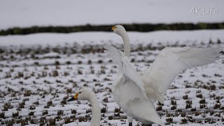 コハクチョウ Tundra swan［ 4K UHD ／ 鳥 Bird ］ [upl. by Aneekahs92]