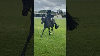 Belle at Alstonville show😍👑🖤 showhorse [upl. by Dallman48]