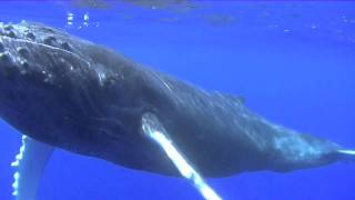 Baby Humpback Whale Swims Under Kayak HD [upl. by Saundra]