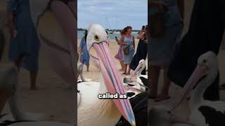 dont look back if you see this birds 🫣 shorts funnyvideo [upl. by Blount626]