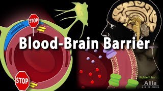 Blood Brain Barrier Animation [upl. by Mayda]