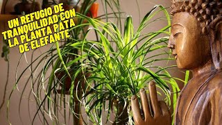 Secretos del Feng Shui Descubre los Beneficios de la Planta Pata de Elefante en tu Vida [upl. by Gilberto]