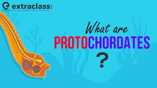 What are Protochordates  Biology  Sub Phylum of Chordata  Animal Kingdom  Protochordata [upl. by Irrehs]