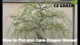 CZ Grain How to potting and care a Dragon Bonsai [upl. by Nivej]