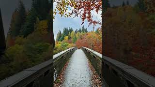 Autumn at Pitlochry nature autumn youtubeshorts travel traveling shorts shortvideo viral [upl. by Fulviah952]