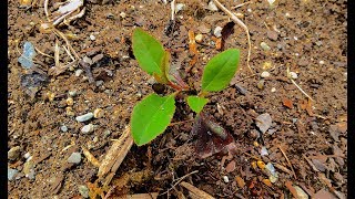 The Pacific madrone arbutus the trick to grow it [upl. by Yrrah]