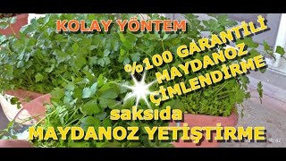 Maydanoz tohumu nasıl ekilir SAKSIDA MAYDANOZ YETİŞTİRME GARANTİLİ ÇİMLENDİRME [upl. by Cecilio]