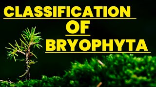 Classification of bryophyta Biology  Educational info [upl. by Skardol]