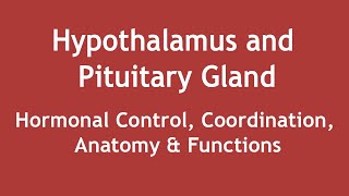 Hypothalamus and Pituitary Gland  Hormonal Control Coordination Anatomy amp Functions ENGLISH [upl. by Burkhard]