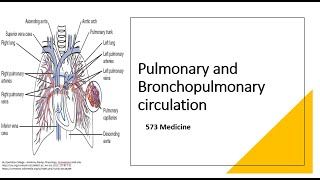 Anatomy  Pulmonary and Bronchopulmonary Circulation [upl. by Carbo]